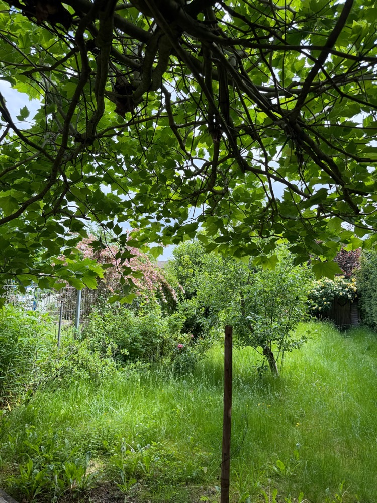 Zugewachsene Rasenfläche unter Bäumen mit hohem Gras vor der Pflege